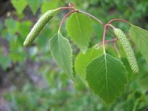 35 Plantas Medicinales Chilenas para uso externo