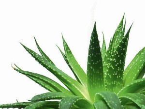 35 Plantas Medicinales Chilenas para uso externo