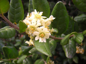 35 Plantas Medicinales Chilenas para uso externo