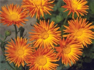 35 Plantas Medicinales Chilenas para uso externo