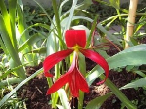 35 Plantas Medicinales Chilenas para uso externo