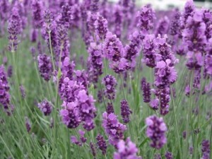 35 Plantas Medicinales Chilenas para uso externo