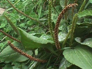 35 Plantas Medicinales Chilenas para uso externo