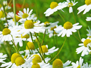 35 Plantas Medicinales Chilenas para uso externo