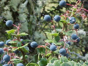 35 Plantas Medicinales Chilenas para uso externo
