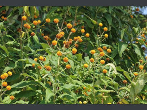 35 Plantas Medicinales Chilenas para uso externo