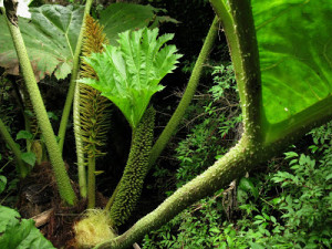35 Plantas Medicinales Chilenas para uso externo