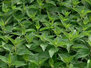 35 Plantas Medicinales Chilenas para uso externo