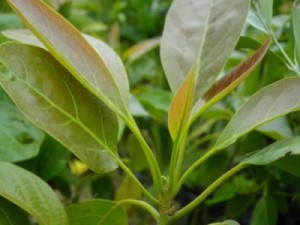 35 Plantas Medicinales Chilenas para uso externo
