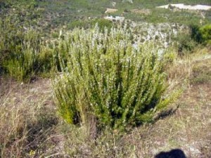 35 Plantas Medicinales Chilenas para uso externo