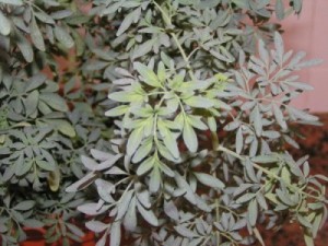35 Plantas Medicinales Chilenas para uso externo