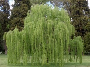 35 Plantas Medicinales Chilenas para uso externo