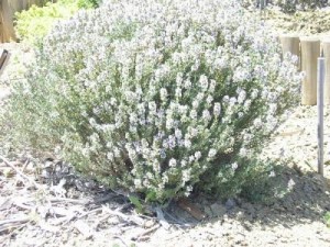 35 Plantas Medicinales Chilenas para uso externo