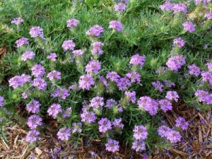 35 Plantas Medicinales Chilenas para uso externo