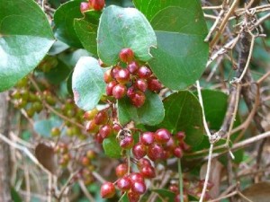 35 Plantas Medicinales Chilenas para uso externo